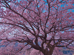 寒桜・９