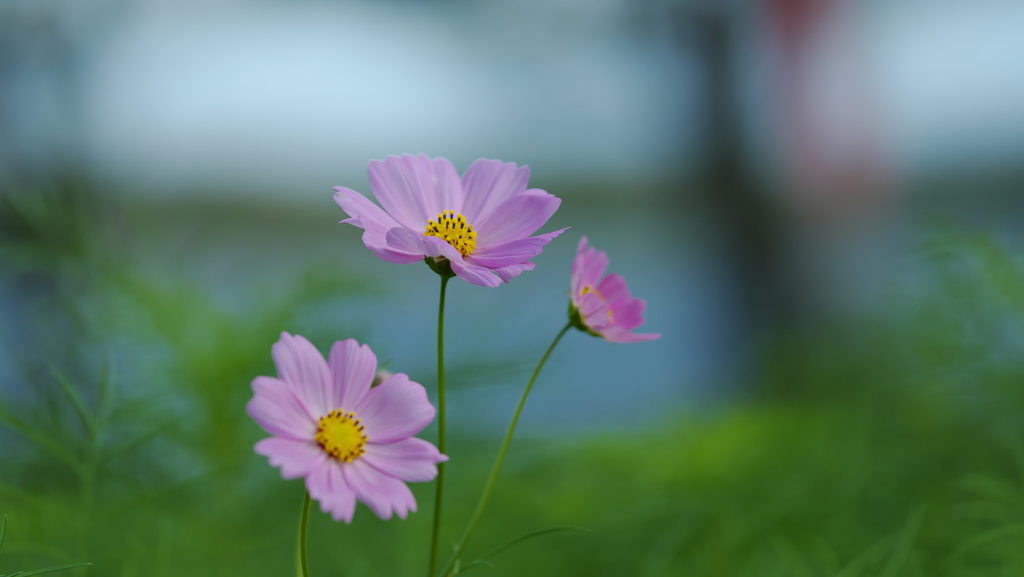 秋　桜・１＿１２