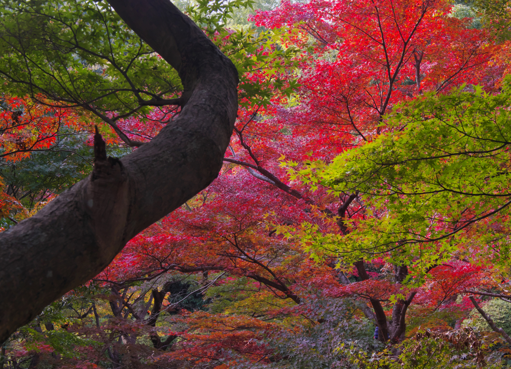 紅葉探索・１２