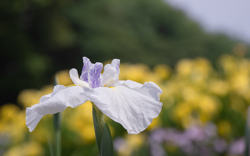 花菖蒲・５＿５