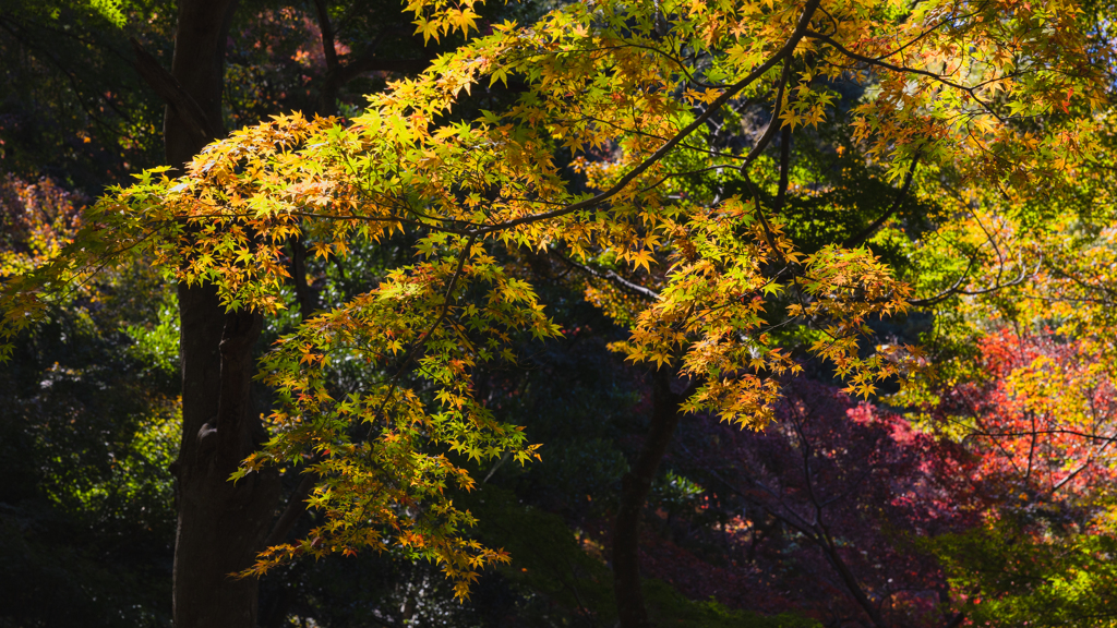 防府毛利氏庭園 秋の彩り・１＿４