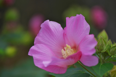 花アオイ・４