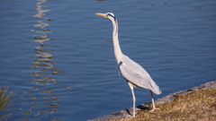 公園の野鳥たち＿３