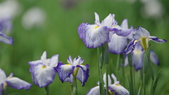 花菖蒲３０＿１５