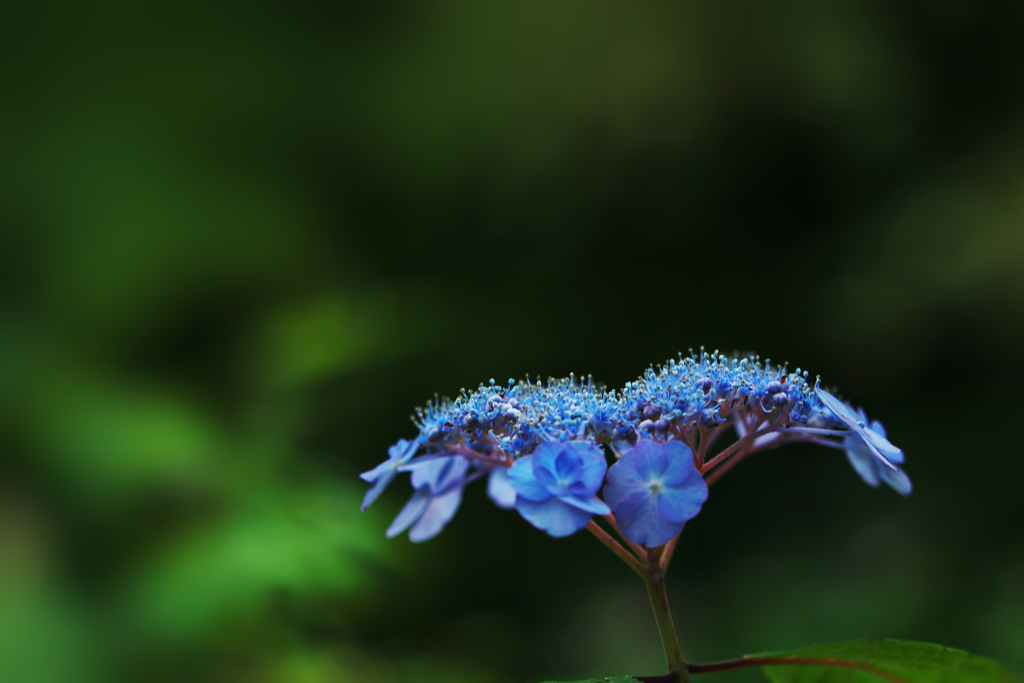 紫陽花３０＿４１