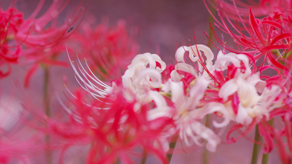 彼岸花・４１