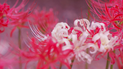 彼岸花・４１