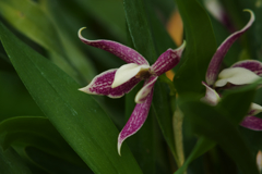 プロステケア　ガルシアナ