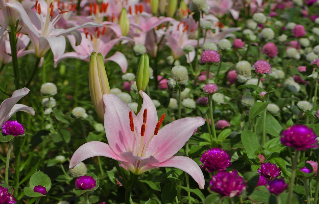 花通り＿４