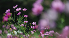 秋　桜・１＿５４