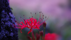 曼珠沙華・４