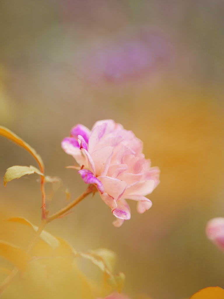 初夏の花・２＿４