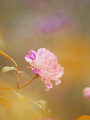 初夏の花・２＿４