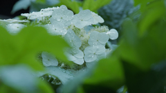 紫陽花３０＿３１