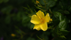 リモンチェッロ