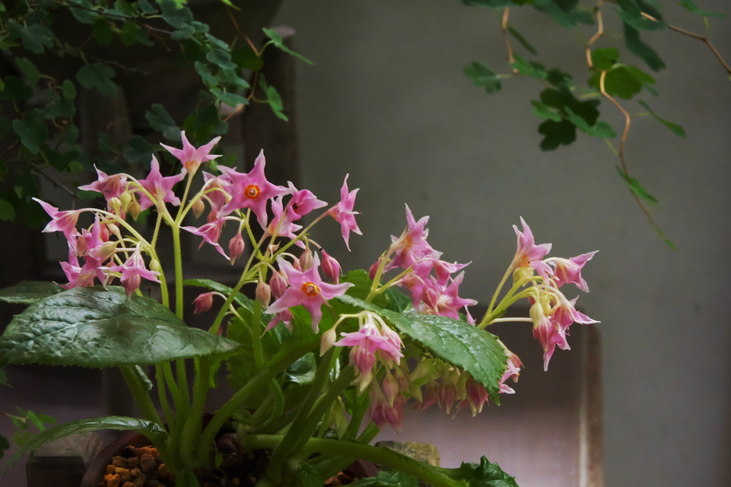 水無月の花＿３ イワタバコ