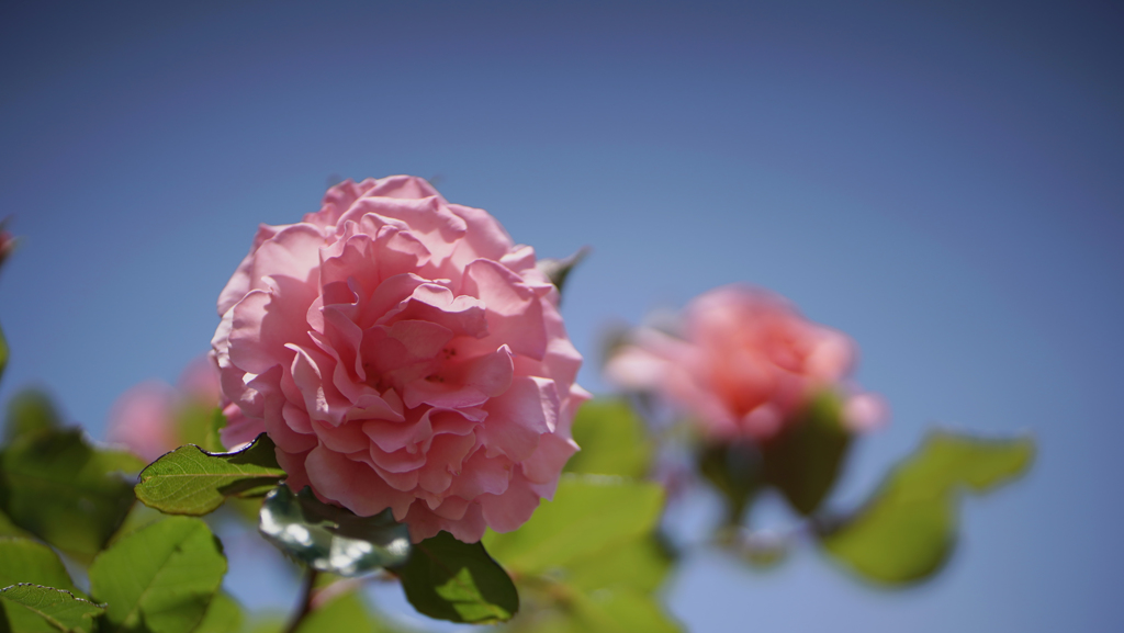 春バラ・３０＿４２