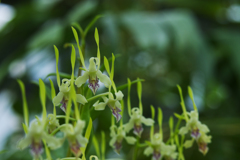 デンドロビュム　アンテナタム