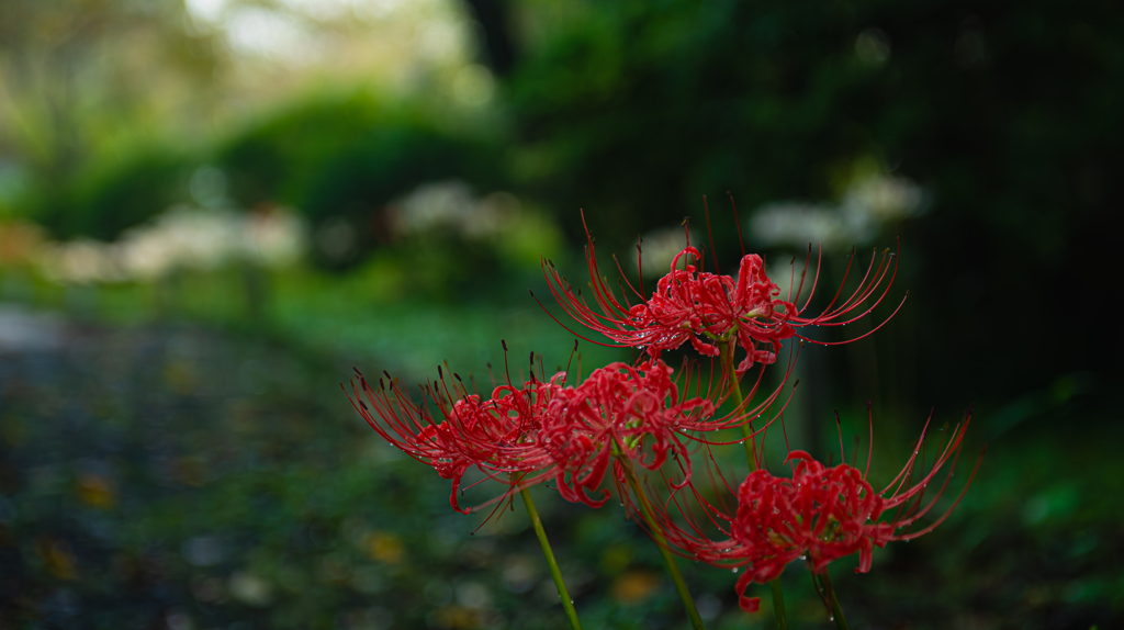 彼岸花＿２０