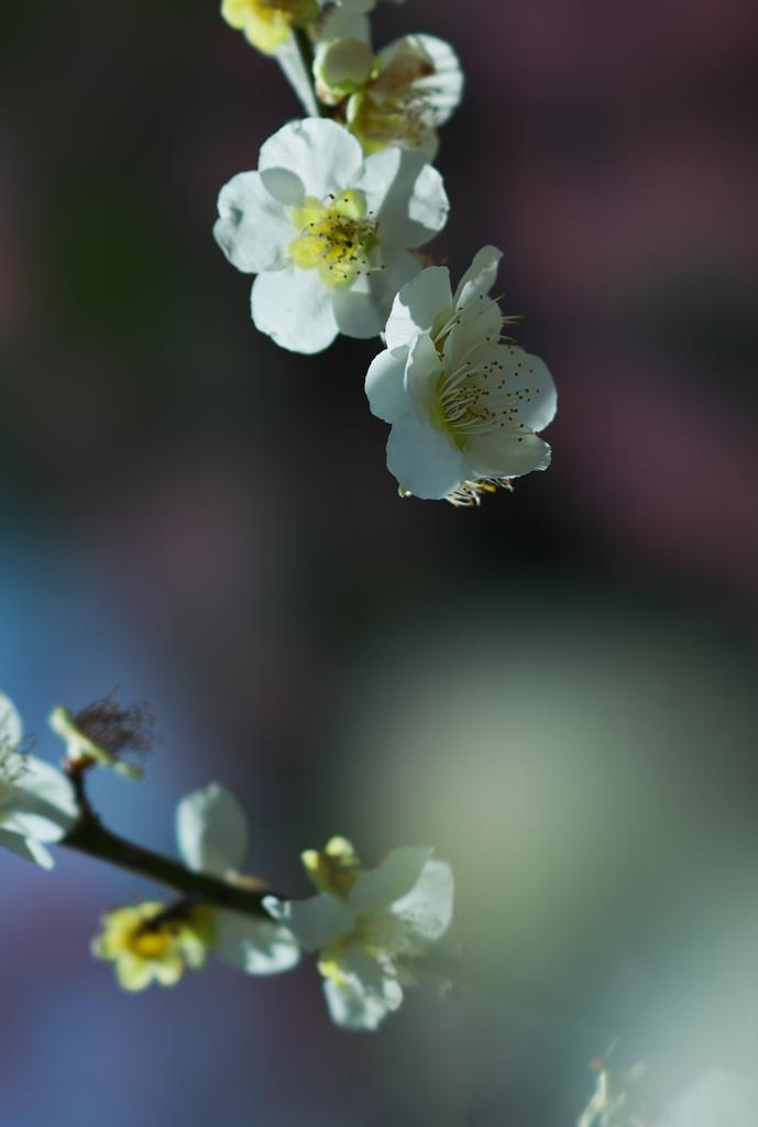梅花３０＿２２