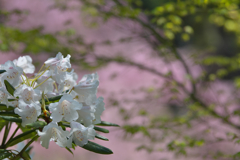 石楠花・６