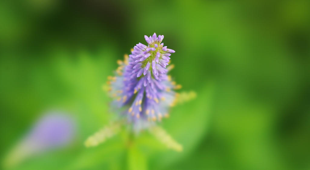 水無月の花＿１