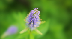 水無月の花＿１