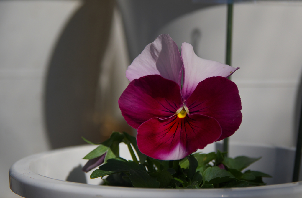 ビーコン　ミックス