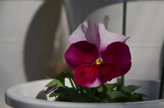 ビーコン　ミックス