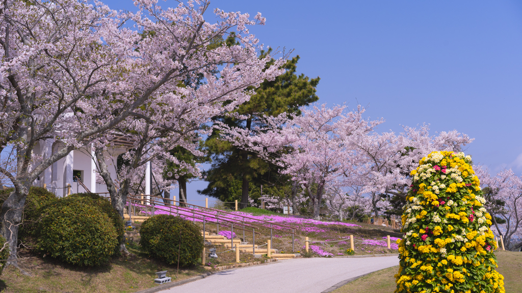 ときわ公園の桜＿３