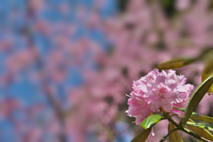 石楠花・４