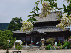 百日紅・１