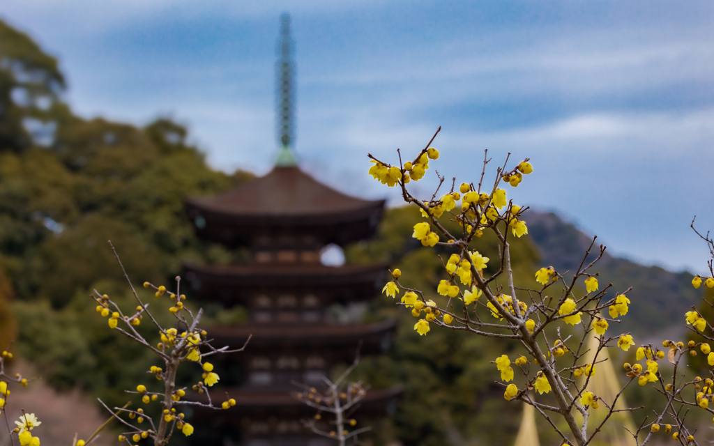 蝋　梅・１