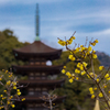 蝋　梅・１