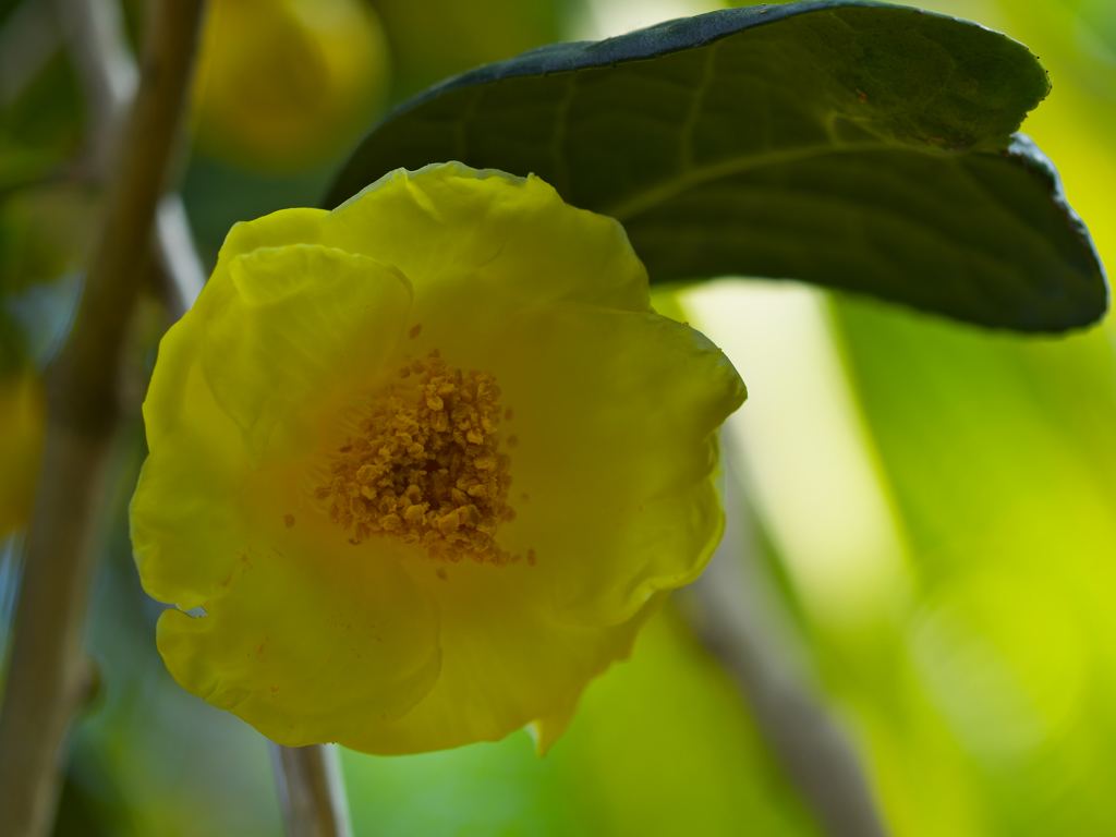 金茶花４