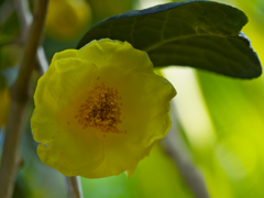 金茶花４