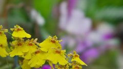 秋のラン展・２