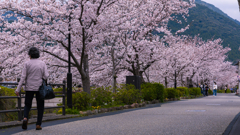 桜・一の坂川６