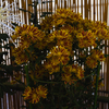 菊　花＿８