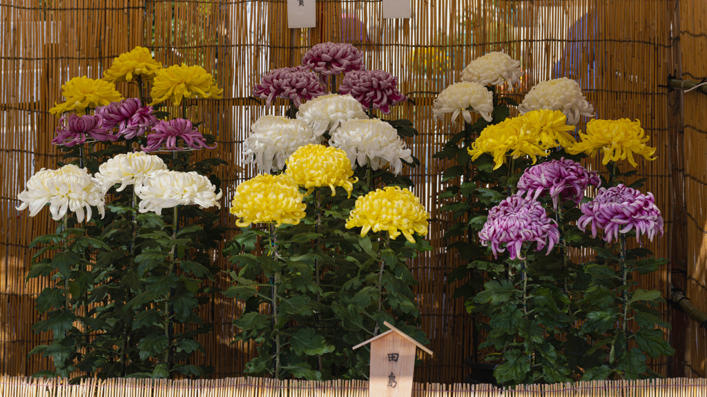 防府菊花展 '２２＿１