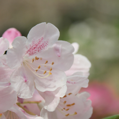 石楠花・１５