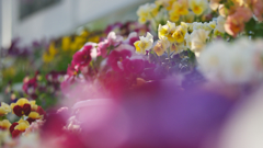 パンジー ・１９＿３