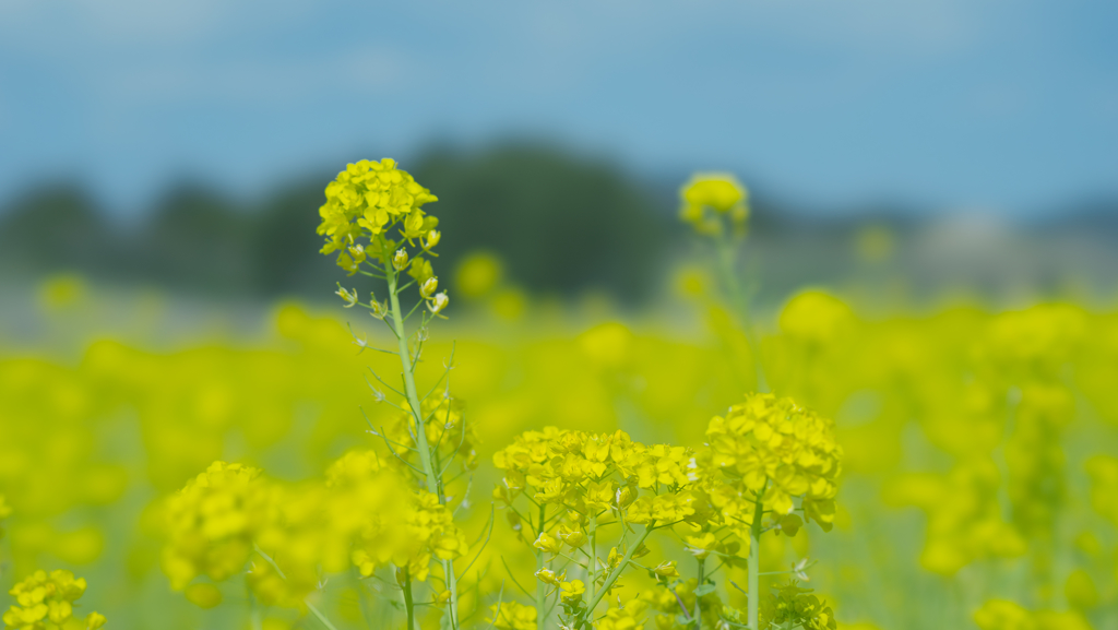 菜の花・１１