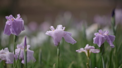 花菖蒲３０＿２７