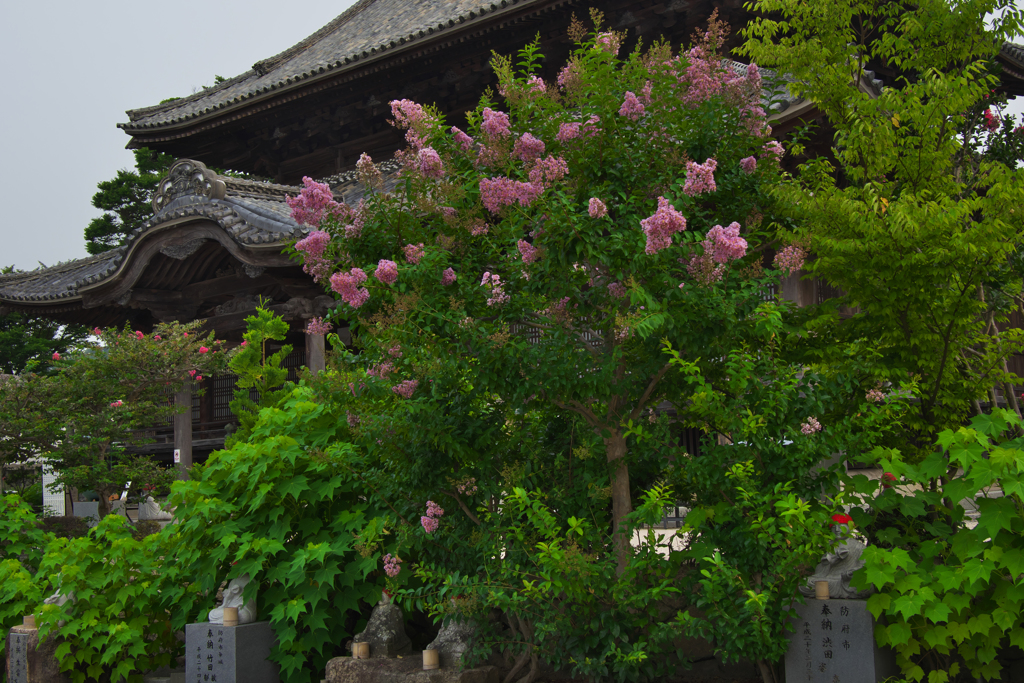 周防国分寺・１