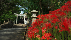 彼岸花・１５