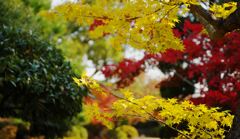 紅葉＿毛利氏庭園・３０＿１１