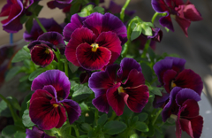 レインボーウェーブ　ＵＳＡ