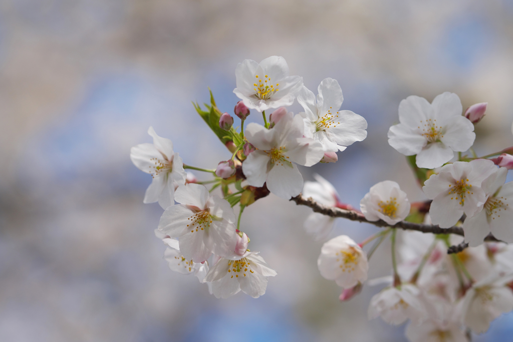 桜・３１＿６