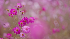 秋　桜・１＿１９
